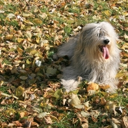 Dog photo posted 06 Mar 2009 in Kingswood, Dublin. This is a beautiful shaggy dog in Autumn leaves. Dog photo posted 06 Mar 2009 in Kingswood, Dublin. This is a beautiful shaggy dog in Autumn leaves.