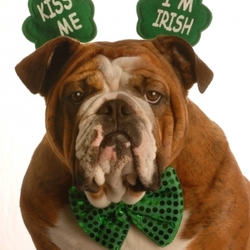 Dog photo posted 11 Mar 2009 in Tymon, Dublin. Begorah kiss me I'm Irish! Dog photo posted 11 Mar 2009 in Tymon, Dublin. Begorah kiss me I'm Irish!