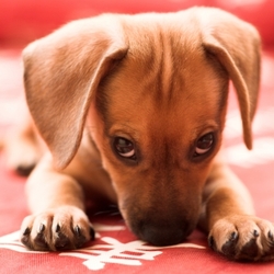 Dog photo posted 02 Mar 2009 in Jobstown, Dublin. How cute is this little Dachshund puppy? More pictures like this please! Dog photo posted 02 Mar 2009 in Jobstown, Dublin. How cute is this little Dachshund puppy? More pictures like this please!