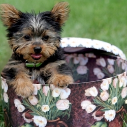 Dog photo posted 05 Mar 2009 in Walkinstown, Dublin. Cute little yorkshire terrier puppy in a hat box. Dog photo posted 05 Mar 2009 in Walkinstown, Dublin. Cute little yorkshire terrier puppy in a hat box.