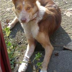 Lost dog on 24 Feb 2009 in Kiltegan, Co. Wicklow. Missing from home in Kiltegan,Co.Wicklow (near Baltinglass) Brown and white collie type, slim build with distinctive yellowy eyes.Had collar & ID tag on. Friendly.087 2199126. REWARD Lost dog on 24 Feb 2009 in Kiltegan, Co. Wicklow. Missing from home in Kiltegan,Co.Wicklow (near Baltinglass) Brown and white collie type, slim build with distinctive yellowy eyes.Had collar & ID tag on. Friendly.087 2199126. REWARD