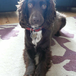 Dog photo posted 11 Mar 2009 in Northern Ireland. Posing Poppy Dog photo posted 11 Mar 2009 in Northern Ireland. Posing Poppy