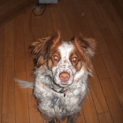 Found dog on 11 Mar 2009 in Dublin 5. Collie/springer found in Killester/Donnycarney area on Wed the 11th of March at 9:30pm. She is friendly and well looked after. I'd say she got out without the owners knowing.