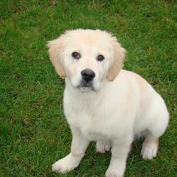 Lost dog on 15 Mar 2009 in Tipperary. Missing golden retriever , 6 months old female family pet. Carrig, Tipperary. Her name is Molley. Please if anyone has seen her give me a call on 0851471188 or e-mail rutti_pr@yahoo.com. She is really missed. When she was small, other dog atacked her, so Lost dog on 15 Mar 2009 in Tipperary. Missing golden retriever , 6 months old female family pet. Carrig, Tipperary. Her name is Molley. Please if anyone has seen her give me a call on 0851471188 or e-mail rutti_pr@yahoo.com. She is really missed. When she was small, other dog atacked her, so