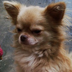 Lost dog on 26 Dec 0008 in Dublin. STOLEN!!! Chihuahua,Teddy, 4 1/2 yrs
@ 3 1/2 lb very small and fluffy, any help please, maybe someone bought him as late xmas present, heartbroken, please help reunite me. Lost dog on 26 Dec 0008 in Dublin. STOLEN!!! Chihuahua,Teddy, 4 1/2 yrs
@ 3 1/2 lb very small and fluffy, any help please, maybe someone bought him as late xmas present, heartbroken, please help reunite me.