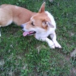 Found dog on 15 Mar 2009 in Virginia, Co. Cavan. Male corgi/basset hound cross approx 3/4 years old, found in the Virginia Co. Cavan area, no collar/id. please call 086-1798411