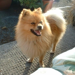 Lost dog on 21 Jan 2009 in County Kildare could be anywhere. Hector is a Pomeranian, lost since 21 Jan 09 but I'm still looking for him, he's larger than usual, with black around his mouth. 8 years old. Missing from Prosperous/Robertstown area but could be anywhere, he's a good looking fellow. Please call 086 88825 Lost dog on 21 Jan 2009 in County Kildare could be anywhere. Hector is a Pomeranian, lost since 21 Jan 09 but I'm still looking for him, he's larger than usual, with black around his mouth. 8 years old. Missing from Prosperous/Robertstown area but could be anywhere, he's a good looking fellow. Please call 086 88825