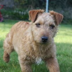 Found dog on 16 Mar 2009 in Blanchardstown, Dublin. Puppy found Monday 16/03 at approx 10pm on slip road from Blanchardstown onto N3 (Dublin direction). Tan Brown colour with small white spot underneath. Small tail. No collar. In good health, well behaved & lovely dog.