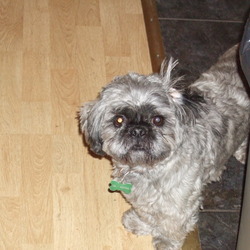 Lost dog on 13 Mar 2009 in Cork City. Jack is our family pet and missed by two little girls. He is a neutured black/grey shihtzu. He is missing from The Glen/Military Hill in Cork. Reward Offered. Phone 0872926433 Lost dog on 13 Mar 2009 in Cork City. Jack is our family pet and missed by two little girls. He is a neutured black/grey shihtzu. He is missing from The Glen/Military Hill in Cork. Reward Offered. Phone 0872926433