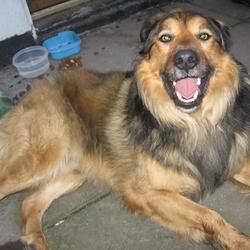 Found dog on 18 Mar 2009 in Terenure, Dublin. Found in Terenure, Dublin. Male Collie X,wearing tan collar no I.D. tag,very friendly,not neutered, around two years old. Great with other dogs and children. Loves attention.Ph: 086-3239277