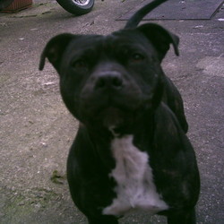 Found dog on 22 Mar 2009 in Walkinstown, Dublin. Young Staffordshire Bull Terrier found in Walkinstown on 22 of March, she is black with brown stripes in colour and has white underneath. She is not chipped and was found wearing a tan coloured collar.