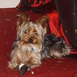 Lost dog on 16 Mar 2009 in Gravesend Kent. Small yorkshire terrier called max lost in Gravesend on 16/03/2009 at about 4:30PM... is sadly missed especially by two sad children that would love to be reuinited with him Lost dog on 16 Mar 2009 in Gravesend Kent. Small yorkshire terrier called max lost in Gravesend on 16/03/2009 at about 4:30PM... is sadly missed especially by two sad children that would love to be reuinited with him