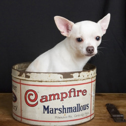 Dog photo posted 25 Mar 2009 in Dublin, Ireland. A white chihuahua posing for the camera Dog photo posted 25 Mar 2009 in Dublin, Ireland. A white chihuahua posing for the camera