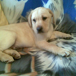Lost dog on 27 Mar 2009 in Charlestown, Finglas, Dublin. 23/03/2009 STOLEN GOLDEN 4MONTHS LABRADOR LUCKY (MALE) CHARLESTOWN FINGLAS, BIG REWARD FOR INFO Lost dog on 27 Mar 2009 in Charlestown, Finglas, Dublin. 23/03/2009 STOLEN GOLDEN 4MONTHS LABRADOR LUCKY (MALE) CHARLESTOWN FINGLAS, BIG REWARD FOR INFO