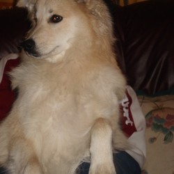 Lost dog on 15 Mar 2009 in Mitchelstown, Co Cork. Missing Dog! He is 2 years old.Japanese spitz and sheepdog cross. He has a big curly tail. Much loved and missed pet. Generous reward offered. Lost dog on 15 Mar 2009 in Mitchelstown, Co Cork. Missing Dog! He is 2 years old.Japanese spitz and sheepdog cross. He has a big curly tail. Much loved and missed pet. Generous reward offered.