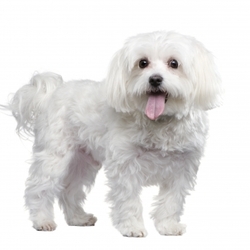 Dog photo posted 27 Mar 2009 in Dublin. Beautiful maltese dog. Dog photo posted 27 Mar 2009 in Dublin. Beautiful maltese dog.