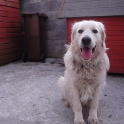 Found dog on 31 Mar 2009 in Carlow . Golden Retriever found in Co Carlow on Tuesday 31st March. If you think this is your dog please contact me urgently. I cannot keep him in my own house as he is not getting on with my own dog. Ph 0876649084