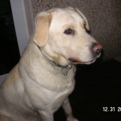 Lost dog on 03 Apr 2009 in blarney. Missing (could be stolen) golden Labrador, 3 years old male family pet.
He was wearing a collar in brown with phone numbers. He is not chipped.
Lost in Tower/Blarney area on Friday 03/04/09
Please if anyone has seen him give me a call on 087-9400247 or Lost dog on 03 Apr 2009 in blarney. Missing (could be stolen) golden Labrador, 3 years old male family pet.
He was wearing a collar in brown with phone numbers. He is not chipped.
Lost in Tower/Blarney area on Friday 03/04/09
Please if anyone has seen him give me a call on 087-9400247 or