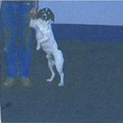 Lost dog on 12 Mar 2013 in Kilbeggan, Tyrrellspass. Missing since mid march from Kilbeggan area 3 yr old Springer x terrier dog short tail very timid. Name Zack. Substantial reward.Please phone 087.8537691 Seen recently
in the Castlejordan Rhode
area Co Offaly. Lost dog on 12 Mar 2013 in Kilbeggan, Tyrrellspass. Missing since mid march from Kilbeggan area 3 yr old Springer x terrier dog short tail very timid. Name Zack. Substantial reward.Please phone 087.8537691 Seen recently
in the Castlejordan Rhode
area Co Offaly.